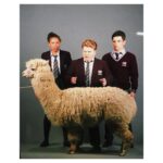 Ella-Rae Smith Instagram - Sneaky behind the scenes shot of a photoshoot we did for The Stranger with Alfie the llama... sorry I mean ALPACA 🙄😂🦙