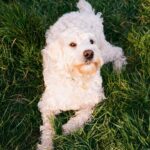 Ella-Rae Smith Instagram – five years of Pippin 🎂 happy birthday bestie 🐩🤍