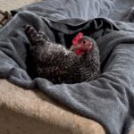 Ellen DeGeneres Instagram – We had a chicken who hurt her leg so we moved her into our sink. Portia is getting her a set of guest towels.