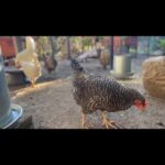 Ellen DeGeneres Instagram – Update: Sinkie is fitting right in at her new home.