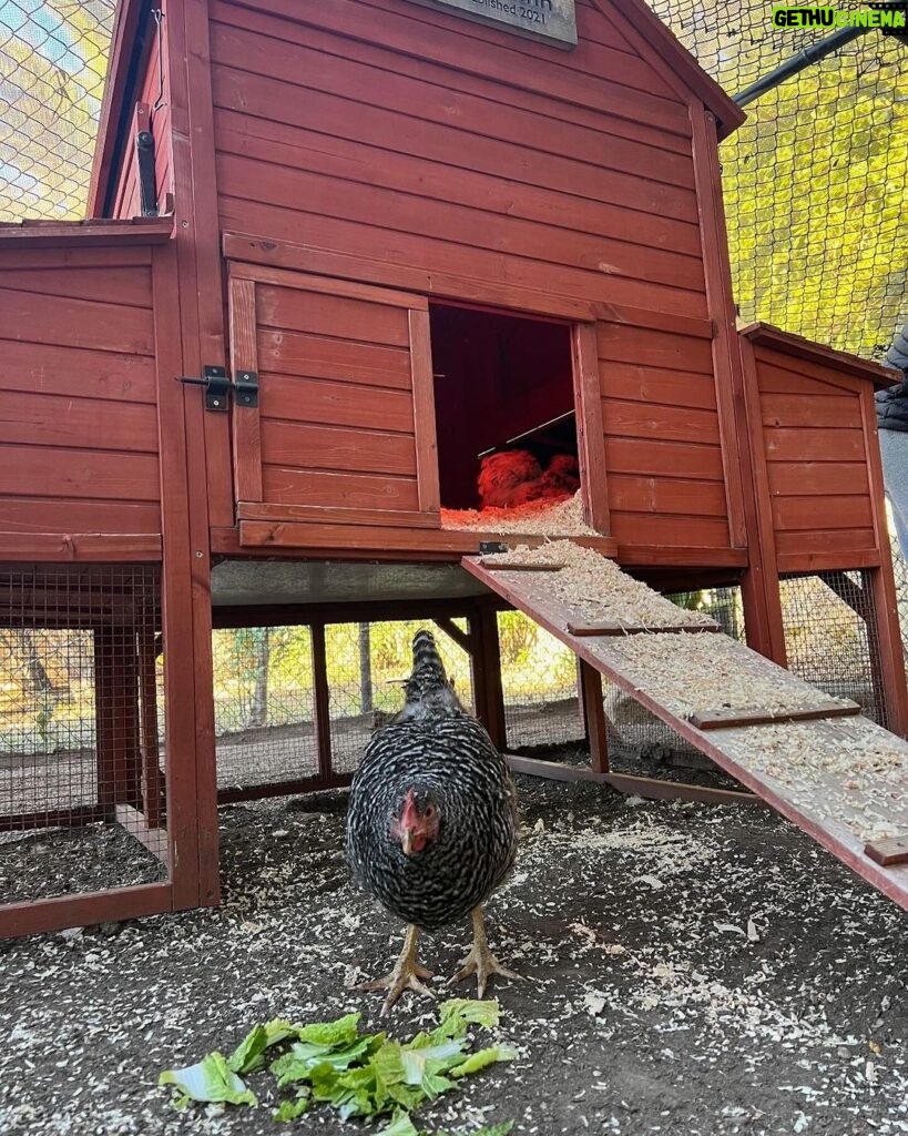 Ellen DeGeneres Instagram - Sinkie’s leg is fixed but our chickens were still picking on her so she had to be re-homed. Luckily our friends Harry and Meghan’s coop had room for one more. Not sure yet what her royal title will be. Thanks Dr. Christine Sellers for your excellent care of Sinkie.
