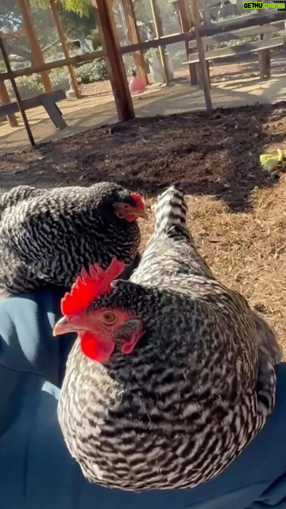 Ellen DeGeneres Instagram - I finally found out why the chicken crossed the road. To sit in my lap, of course.