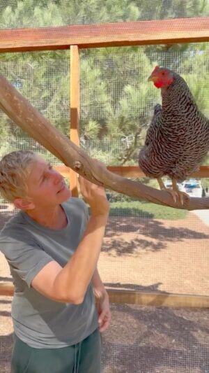 Ellen DeGeneres Instagram - We have an update to our chicken coop.

Thanks again to Dare to Dream Farms for the expansion.
