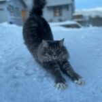 Emelie Forsberg Instagram - A warm winter greeting comes right here ❤️ Some winter postcards from home! Winter can be magic. The dark. The cold. The season that tell us to rest maybe just a tiny bit more. Light some candles, drink something warm, make a fire. I savour the dark months! Taking extra care of our animals, and getting real cold while skiing. The bigger weeks of training hasn't started yet due to a family 🦠 But the one who wait for something good never wait to long- right?