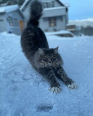 Emelie Forsberg Instagram - A warm winter greeting comes right here ❤️

Some winter postcards from home!

Winter can be magic. The dark. The cold. The season that tell us to rest maybe just a tiny bit more. Light some candles, drink something warm, make a fire.

I savour the dark months! Taking extra care of our animals, and getting real cold while skiing.

The bigger weeks of training hasn't started yet due to a family 🦠 
But the one who wait for something good never wait to long- right?