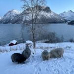 Emelie Forsberg Instagram - A warm winter greeting comes right here ❤️ Some winter postcards from home! Winter can be magic. The dark. The cold. The season that tell us to rest maybe just a tiny bit more. Light some candles, drink something warm, make a fire. I savour the dark months! Taking extra care of our animals, and getting real cold while skiing. The bigger weeks of training hasn't started yet due to a family 🦠 But the one who wait for something good never wait to long- right?