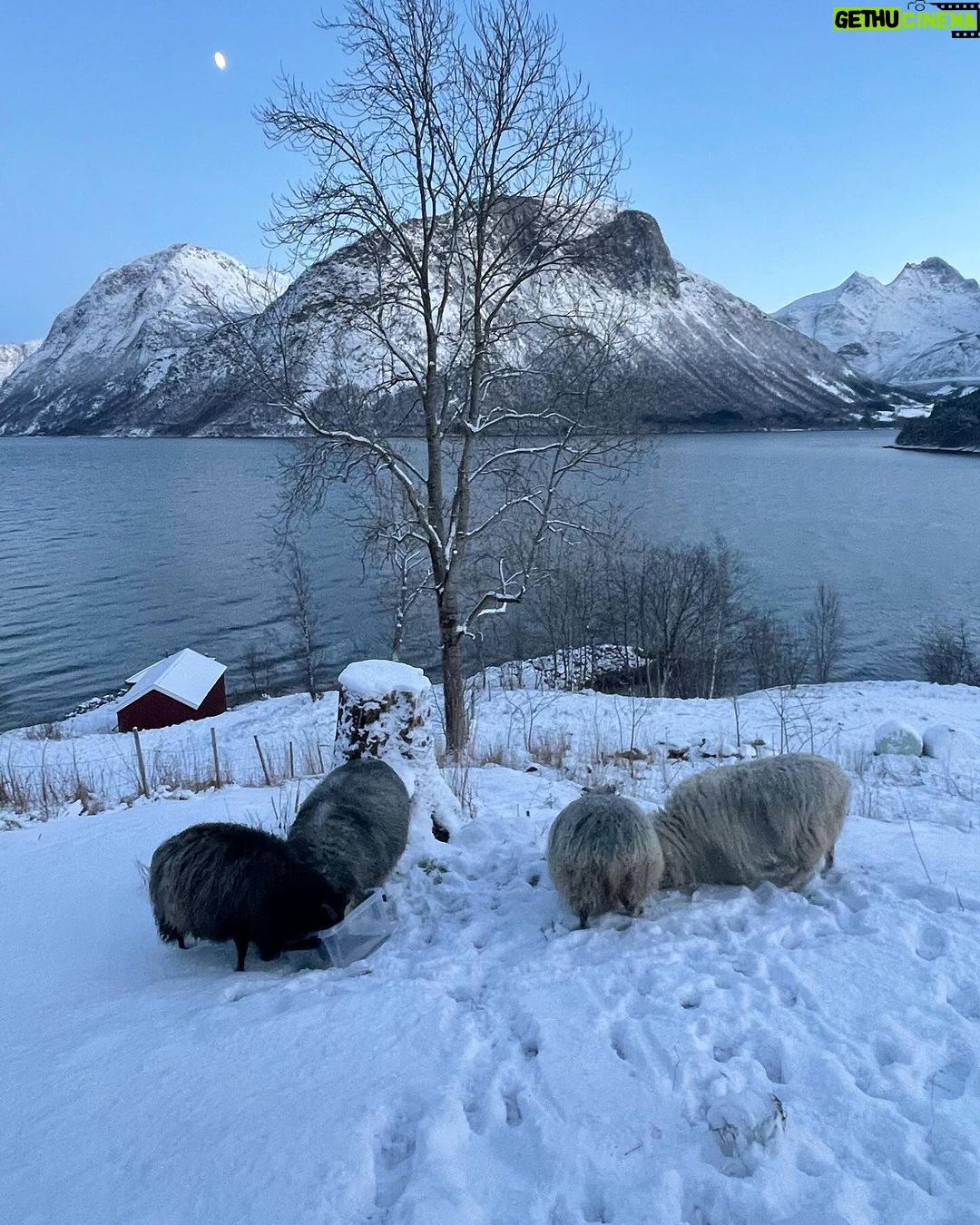 Emelie Forsberg - 10.6K Likes - A warm winter greeting comes right here ❤️
Some winter postcards from home!
Winter can be magic. The dark. The cold. The season that tell us to rest maybe just a tiny bit more. Light some candles, drink something warm, make a fire.
I savour the dark months! Taking extra care of our animals, and getting real cold while skiing.
The bigger weeks of training hasn't started yet due to a family 🦠
But the one who wait for something good never wait to long- right?