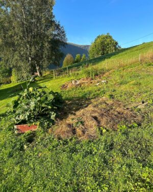 Emelie Forsberg Instagram - A week of " easy and go by the feeling" when it comes to training is so nice.. for a week 🤪
Now I'm motivated to start a good block again!
I have been working on our little farm, cutting a lot of grass, prepping some veggie patches for the autumn and winter, picked up all potatoe and some wood work. I love it ❤️
Time spent walking with our girls in their own pace has been the highlights ❤️

I wish you a lovely week ahead! 

@thule_family 
#bringyourlife