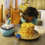 Emilia Clarke Instagram – Yes. I am now THIS lady. Baking ain’t just for humans. 

I mean LOOK AT HIM! 😍😂💪🏻 #teddyturnstwo #spoilt?! #onlygettingwhatmylittlemandeswrves #❤️ #🐶