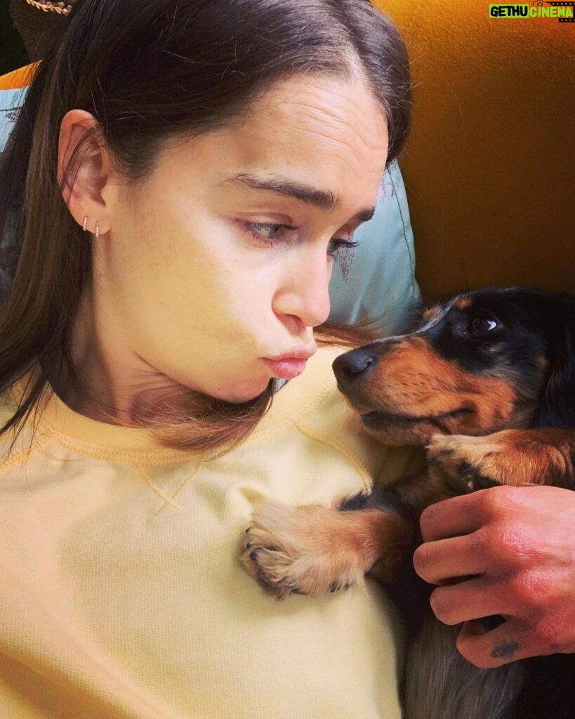 Emilia Clarke Instagram - The 3 stages of Ted’s love language. Licking is introduced at a distance. Zero understanding of human kiss. Screw it gimme your face. #sleepeatrepeat #🥰 #🕺