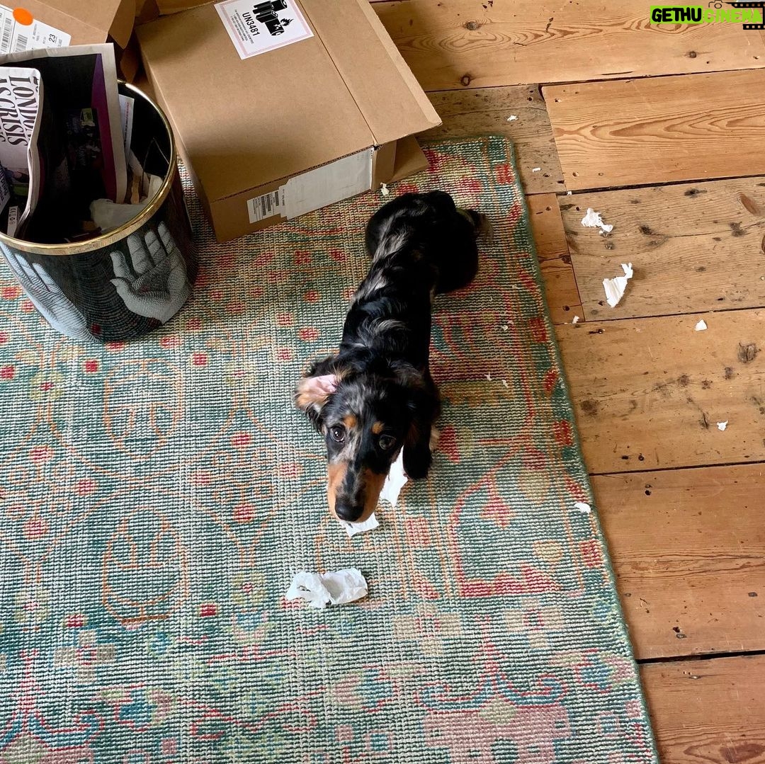 Emilia Clarke Instagram - Helping with the recycling, then helping himself to my entire heart. And shoe collection. And laundry. And face. And still I canโt tell him off... #couldyou?! #stillamoremanagablelovelife #canthelplovingthatmanofmine #โค๏ธ #๐บ #๐ #๐
