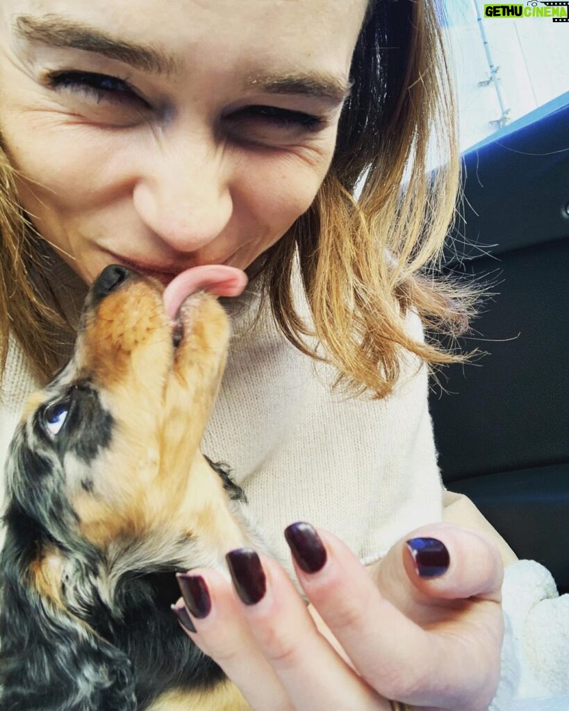 Emilia Clarke Instagram - He just can’t stop. He physically.cannot.stop being the MOST BEAUTIFUL PUPPY IN THE ENTIRE WORLD. 😎 Erryone meet Ted. Super Ted. My new main squeeze. Light of my goddamn life. Ready to fill this instagram feed to bursting whilst still being able to leave room in a teacup. #goodbyesleepgoodbyecarpetsgoodbyeslippershellopoop #coshesworthit #🥰 #❤️#🕺 #🐶