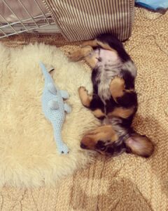 Emilia Clarke Instagram - He just can’t stop. He physically.cannot.stop being the MOST BEAUTIFUL PUPPY IN THE ENTIRE WORLD. 😎 Erryone meet Ted. Super Ted. My new main squeeze. Light of my goddamn life. Ready to fill this instagram feed to bursting whilst still being able to leave room in a teacup. #goodbyesleepgoodbyecarpetsgoodbyeslippershellopoop #coshesworthit #🥰 #❤️#🕺 #🐶