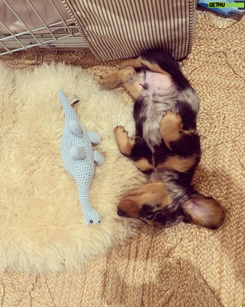 Emilia Clarke Instagram - He just can’t stop. He physically.cannot.stop being the MOST BEAUTIFUL PUPPY IN THE ENTIRE WORLD. 😎 Erryone meet Ted. Super Ted. My new main squeeze. Light of my goddamn life. Ready to fill this instagram feed to bursting whilst still being able to leave room in a teacup. #goodbyesleepgoodbyecarpetsgoodbyeslippershellopoop #coshesworthit #🥰 #❤️#🕺 #🐶