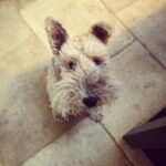 Emilia Clarke Instagram – This is what perfection looks like, in case you were wondering… #❤️ #mywholeheartisinthatoneearuponeeardown #foxyroxy #🙌 #yourewelcome