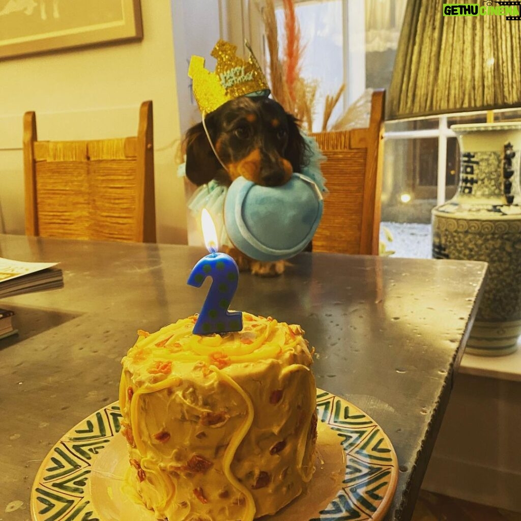 Emilia Clarke Instagram - Yes. I am now THIS lady. Baking ain’t just for humans. I mean LOOK AT HIM! 😍😂💪🏻 #teddyturnstwo #spoilt?! #onlygettingwhatmylittlemandeswrves #❤ #🐶