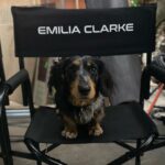 Emilia Clarke Instagram - My boy looks like an angel, but in his desperate need to be on camera, he nearly destroyed a set. And then shat on it. 😇 #yesadogisthelasthinganADwantstoseeontheirset #sorryfortheovertimelads #unconditionalloveispickingupdogpoooncamera @marvelstudios