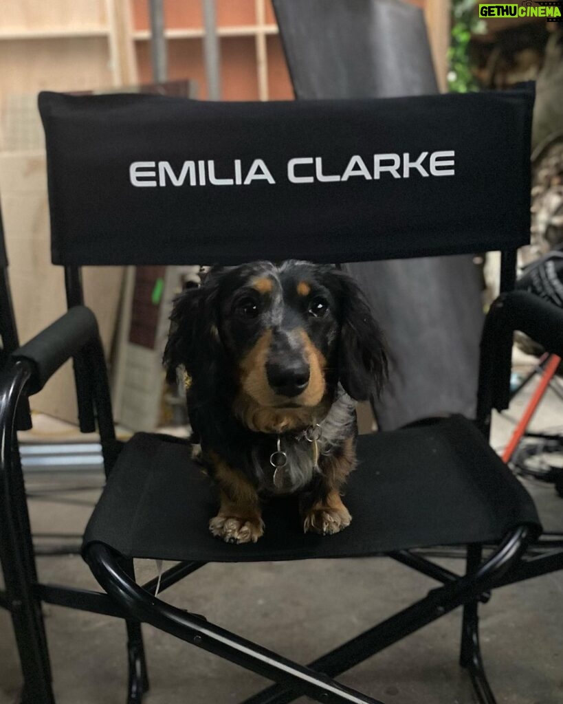 Emilia Clarke Instagram - My boy looks like an angel, but in his desperate need to be on camera, he nearly destroyed a set. And then shat on it. 😇 #yesadogisthelasthinganADwantstoseeontheirset #sorryfortheovertimelads #unconditionalloveispickingupdogpoooncamera @marvelstudios