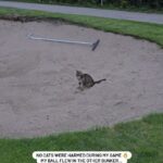Emma Kimiläinen Instagram – Such a judgemental cat on golf course… ended up laughing at my putt. 🥲

#espoogolf #gumbölegolf #golf #golfing #golfstagram
#cat #catlife #animalsofinstagram #golfer Gumböle Golf