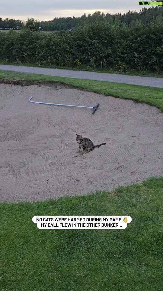 Emma Kimiläinen Instagram - Such a judgemental cat on golf course... ended up laughing at my putt. 🥲 #espoogolf #gumbölegolf #golf #golfing #golfstagram #cat #catlife #animalsofinstagram #golfer Gumböle Golf