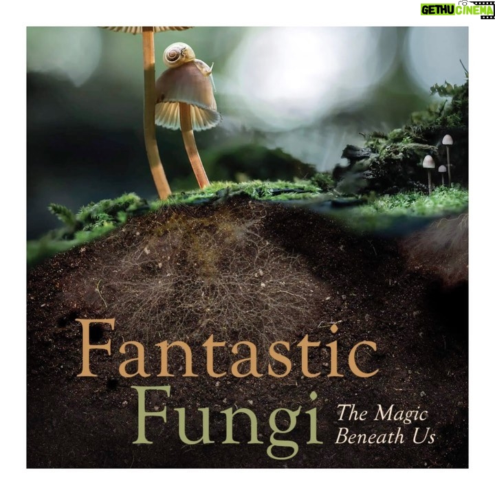 Emma Watson Instagram - Mushrooms ARE magic!!! ✨✨✨🍄🍄🍄 Check out this incredible documentary @fantasticfungi on Netflix and prepare to have your mind blown! 🤯 #fantasticfunginetflix #fantasticfungi #foraging #mushroomforaging #mycologyclub #fungilove #forestfloor #mushroomspotting