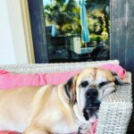 Ethan Thomas Jung Instagram - Before and after the feast #beforeandafter #full #mastiff #dog #diningout #eatlocal