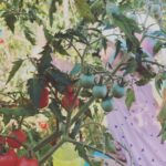Feride Çetin Instagram - Domates güzeli bu kez de anneannesinin bahçesinde...🍅🧿 #domatesgüzeli #doğaltarım #dalındantazetaze #annemvekızım #hayathanımharikalardiyarında Çatalca, İstanbul