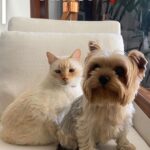 Franciely Freduzeski Instagram - Meu gatinho Tonhão desapareceu. Tonhão tem 13 anos, é um gato extremamente dócil. Ele é braço, tem uns pelinhos meio amarelado, tem olhos azuis, vesgo e tem sardas no narizinho dele. Tonhão tem chip, 2 coleiras. Uma laranja e outra vermelha com o nome dele é atrás com o meu contato e do meu filho. Ele sumiu na madrugada do dia 02/10 . A última imagem que tenho dele é do outro lado da rua andando por volta das 2:30 da manhã. Meus bichos são tudo para mim e eu to desesperada. Eles não dormem fora de casa, mas nesse dia foi meu aniversário, tinha visitas, estava chovendo. Senti falta dele, mas eu sei que ele se esconde as vezes por ter um pouco mais de barulho. Tonhão eh um gato que passeia comigo a noite sem coleira, junto com meus cachorros. Vamos sempre até a esquina e voltamos. Tonhão qdo chama ele responde. Moro na barra da Tijuca , no condomínio Interlargos de itauna. Quem souber me procure por aqui ou através do insta do meu filho @lucasfreduzeski ou da minha amiga @bethcavalcante Eu imploro para quem souber qualquer coisa do meu Tonhão avise. #cadetonhão #cadetonhao ❤️