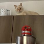 Franciely Freduzeski Instagram - Meu gatinho Tonhão desapareceu. Tonhão tem 13 anos, é um gato extremamente dócil. Ele é braço, tem uns pelinhos meio amarelado, tem olhos azuis, vesgo e tem sardas no narizinho dele. Tonhão tem chip, 2 coleiras. Uma laranja e outra vermelha com o nome dele é atrás com o meu contato e do meu filho. Ele sumiu na madrugada do dia 02/10 . A última imagem que tenho dele é do outro lado da rua andando por volta das 2:30 da manhã. Meus bichos são tudo para mim e eu to desesperada. Eles não dormem fora de casa, mas nesse dia foi meu aniversário, tinha visitas, estava chovendo. Senti falta dele, mas eu sei que ele se esconde as vezes por ter um pouco mais de barulho. Tonhão eh um gato que passeia comigo a noite sem coleira, junto com meus cachorros. Vamos sempre até a esquina e voltamos. Tonhão qdo chama ele responde. Moro na barra da Tijuca , no condomínio Interlargos de itauna. Quem souber me procure por aqui ou através do insta do meu filho @lucasfreduzeski ou da minha amiga @bethcavalcante Eu imploro para quem souber qualquer coisa do meu Tonhão avise. #cadetonhão #cadetonhao ❤️