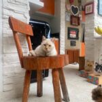 Franciely Freduzeski Instagram - Meu gatinho Tonhão desapareceu. Tonhão tem 13 anos, é um gato extremamente dócil. Ele é braço, tem uns pelinhos meio amarelado, tem olhos azuis, vesgo e tem sardas no narizinho dele. Tonhão tem chip, 2 coleiras. Uma laranja e outra vermelha com o nome dele é atrás com o meu contato e do meu filho. Ele sumiu na madrugada do dia 02/10 . A última imagem que tenho dele é do outro lado da rua andando por volta das 2:30 da manhã. Meus bichos são tudo para mim e eu to desesperada. Eles não dormem fora de casa, mas nesse dia foi meu aniversário, tinha visitas, estava chovendo. Senti falta dele, mas eu sei que ele se esconde as vezes por ter um pouco mais de barulho. Tonhão eh um gato que passeia comigo a noite sem coleira, junto com meus cachorros. Vamos sempre até a esquina e voltamos. Tonhão qdo chama ele responde. Moro na barra da Tijuca , no condomínio Interlargos de itauna. Quem souber me procure por aqui ou através do insta do meu filho @lucasfreduzeski ou da minha amiga @bethcavalcante Eu imploro para quem souber qualquer coisa do meu Tonhão avise. #cadetonhão #cadetonhao ❤️