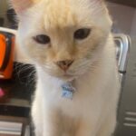 Franciely Freduzeski Instagram - Meu gatinho Tonhão desapareceu. Tonhão tem 13 anos, é um gato extremamente dócil. Ele é braço, tem uns pelinhos meio amarelado, tem olhos azuis, vesgo e tem sardas no narizinho dele. Tonhão tem chip, 2 coleiras. Uma laranja e outra vermelha com o nome dele é atrás com o meu contato e do meu filho. Ele sumiu na madrugada do dia 02/10 . A última imagem que tenho dele é do outro lado da rua andando por volta das 2:30 da manhã. Meus bichos são tudo para mim e eu to desesperada. Eles não dormem fora de casa, mas nesse dia foi meu aniversário, tinha visitas, estava chovendo. Senti falta dele, mas eu sei que ele se esconde as vezes por ter um pouco mais de barulho. Tonhão eh um gato que passeia comigo a noite sem coleira, junto com meus cachorros. Vamos sempre até a esquina e voltamos. Tonhão qdo chama ele responde. Moro na barra da Tijuca , no condomínio Interlargos de itauna. Quem souber me procure por aqui ou através do insta do meu filho @lucasfreduzeski ou da minha amiga @bethcavalcante Eu imploro para quem souber qualquer coisa do meu Tonhão avise. #cadetonhão #cadetonhao ❤️