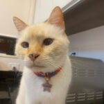 Franciely Freduzeski Instagram - Meu gatinho Tonhão desapareceu. Tonhão tem 13 anos, é um gato extremamente dócil. Ele é braço, tem uns pelinhos meio amarelado, tem olhos azuis, vesgo e tem sardas no narizinho dele. Tonhão tem chip, 2 coleiras. Uma laranja e outra vermelha com o nome dele é atrás com o meu contato e do meu filho. Ele sumiu na madrugada do dia 02/10 . A última imagem que tenho dele é do outro lado da rua andando por volta das 2:30 da manhã. Meus bichos são tudo para mim e eu to desesperada. Eles não dormem fora de casa, mas nesse dia foi meu aniversário, tinha visitas, estava chovendo. Senti falta dele, mas eu sei que ele se esconde as vezes por ter um pouco mais de barulho. Tonhão eh um gato que passeia comigo a noite sem coleira, junto com meus cachorros. Vamos sempre até a esquina e voltamos. Tonhão qdo chama ele responde. Moro na barra da Tijuca , no condomínio Interlargos de itauna. Quem souber me procure por aqui ou através do insta do meu filho @lucasfreduzeski ou da minha amiga @bethcavalcante Eu imploro para quem souber qualquer coisa do meu Tonhão avise. #cadetonhão #cadetonhao ❤️