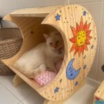 Franciely Freduzeski Instagram - Meu gatinho Tonhão desapareceu. Tonhão tem 13 anos, é um gato extremamente dócil. Ele é braço, tem uns pelinhos meio amarelado, tem olhos azuis, vesgo e tem sardas no narizinho dele. Tonhão tem chip, 2 coleiras. Uma laranja e outra vermelha com o nome dele é atrás com o meu contato e do meu filho. Ele sumiu na madrugada do dia 02/10 . A última imagem que tenho dele é do outro lado da rua andando por volta das 2:30 da manhã. Meus bichos são tudo para mim e eu to desesperada. Eles não dormem fora de casa, mas nesse dia foi meu aniversário, tinha visitas, estava chovendo. Senti falta dele, mas eu sei que ele se esconde as vezes por ter um pouco mais de barulho. Tonhão eh um gato que passeia comigo a noite sem coleira, junto com meus cachorros. Vamos sempre até a esquina e voltamos. Tonhão qdo chama ele responde. Moro na barra da Tijuca , no condomínio Interlargos de itauna. Quem souber me procure por aqui ou através do insta do meu filho @lucasfreduzeski ou da minha amiga @bethcavalcante Eu imploro para quem souber qualquer coisa do meu Tonhão avise. #cadetonhão #cadetonhao ❤️