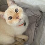 Franciely Freduzeski Instagram - Meu gatinho Tonhão desapareceu. Tonhão tem 13 anos, é um gato extremamente dócil. Ele é braço, tem uns pelinhos meio amarelado, tem olhos azuis, vesgo e tem sardas no narizinho dele. Tonhão tem chip, 2 coleiras. Uma laranja e outra vermelha com o nome dele é atrás com o meu contato e do meu filho. Ele sumiu na madrugada do dia 02/10 . A última imagem que tenho dele é do outro lado da rua andando por volta das 2:30 da manhã. Meus bichos são tudo para mim e eu to desesperada. Eles não dormem fora de casa, mas nesse dia foi meu aniversário, tinha visitas, estava chovendo. Senti falta dele, mas eu sei que ele se esconde as vezes por ter um pouco mais de barulho. Tonhão eh um gato que passeia comigo a noite sem coleira, junto com meus cachorros. Vamos sempre até a esquina e voltamos. Tonhão qdo chama ele responde. Moro na barra da Tijuca , no condomínio Interlargos de itauna. Quem souber me procure por aqui ou através do insta do meu filho @lucasfreduzeski ou da minha amiga @bethcavalcante Eu imploro para quem souber qualquer coisa do meu Tonhão avise. #cadetonhão #cadetonhao ❤️