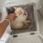 Franciely Freduzeski Instagram - Meu gatinho Tonhão desapareceu. Tonhão tem 13 anos, é um gato extremamente dócil. Ele é braço, tem uns pelinhos meio amarelado, tem olhos azuis, vesgo e tem sardas no narizinho dele. Tonhão tem chip, 2 coleiras. Uma laranja e outra vermelha com o nome dele é atrás com o meu contato e do meu filho. Ele sumiu na madrugada do dia 02/10 . A última imagem que tenho dele é do outro lado da rua andando por volta das 2:30 da manhã. Meus bichos são tudo para mim e eu to desesperada. Eles não dormem fora de casa, mas nesse dia foi meu aniversário, tinha visitas, estava chovendo. Senti falta dele, mas eu sei que ele se esconde as vezes por ter um pouco mais de barulho. Tonhão eh um gato que passeia comigo a noite sem coleira, junto com meus cachorros. Vamos sempre até a esquina e voltamos. Tonhão qdo chama ele responde. Moro na barra da Tijuca , no condomínio Interlargos de itauna. Quem souber me procure por aqui ou através do insta do meu filho @lucasfreduzeski ou da minha amiga @bethcavalcante Eu imploro para quem souber qualquer coisa do meu Tonhão avise. #cadetonhão #cadetonhao ❤️