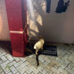 Franciely Freduzeski Instagram - Meu gatinho Tonhão desapareceu. Tonhão tem 13 anos, é um gato extremamente dócil. Ele é braço, tem uns pelinhos meio amarelado, tem olhos azuis, vesgo e tem sardas no narizinho dele. Tonhão tem chip, 2 coleiras. Uma laranja e outra vermelha com o nome dele é atrás com o meu contato e do meu filho. Ele sumiu na madrugada do dia 02/10 . A última imagem que tenho dele é do outro lado da rua andando por volta das 2:30 da manhã. Meus bichos são tudo para mim e eu to desesperada. Eles não dormem fora de casa, mas nesse dia foi meu aniversário, tinha visitas, estava chovendo. Senti falta dele, mas eu sei que ele se esconde as vezes por ter um pouco mais de barulho. Tonhão eh um gato que passeia comigo a noite sem coleira, junto com meus cachorros. Vamos sempre até a esquina e voltamos. Tonhão qdo chama ele responde. Moro na barra da Tijuca , no condomínio Interlargos de itauna. Quem souber me procure por aqui ou através do insta do meu filho @lucasfreduzeski ou da minha amiga @bethcavalcante Eu imploro para quem souber qualquer coisa do meu Tonhão avise. #cadetonhão #cadetonhao ❤️