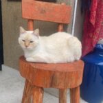 Franciely Freduzeski Instagram - Meu gatinho Tonhão desapareceu. Tonhão tem 13 anos, é um gato extremamente dócil. Ele é braço, tem uns pelinhos meio amarelado, tem olhos azuis, vesgo e tem sardas no narizinho dele. Tonhão tem chip, 2 coleiras. Uma laranja e outra vermelha com o nome dele é atrás com o meu contato e do meu filho. Ele sumiu na madrugada do dia 02/10 . A última imagem que tenho dele é do outro lado da rua andando por volta das 2:30 da manhã. Meus bichos são tudo para mim e eu to desesperada. Eles não dormem fora de casa, mas nesse dia foi meu aniversário, tinha visitas, estava chovendo. Senti falta dele, mas eu sei que ele se esconde as vezes por ter um pouco mais de barulho. Tonhão eh um gato que passeia comigo a noite sem coleira, junto com meus cachorros. Vamos sempre até a esquina e voltamos. Tonhão qdo chama ele responde. Moro na barra da Tijuca , no condomínio Interlargos de itauna. Quem souber me procure por aqui ou através do insta do meu filho @lucasfreduzeski ou da minha amiga @bethcavalcante Eu imploro para quem souber qualquer coisa do meu Tonhão avise. #cadetonhão #cadetonhao ❤️