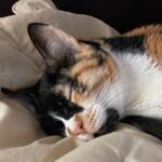 Francisco Soares Instagram - 16 anos dizem que é muito tempo para um gato viver. mas eu queria outros 16. hoje acordei e não te senti ao meu lado e não sei meter em palavras o vazio e dor que sinto. nunca te vou esquecer, Monga ❤️