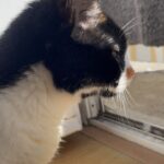 Francisco Soares Instagram - 16 anos dizem que é muito tempo para um gato viver. mas eu queria outros 16. hoje acordei e não te senti ao meu lado e não sei meter em palavras o vazio e dor que sinto. nunca te vou esquecer, Monga ❤️