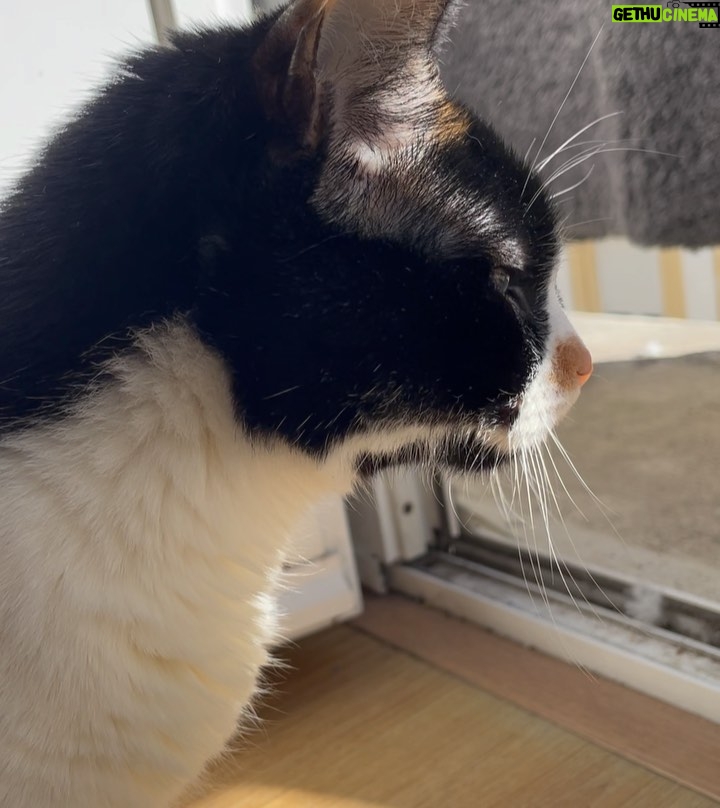Francisco Soares Instagram - 16 anos dizem que é muito tempo para um gato viver. mas eu queria outros 16. hoje acordei e não te senti ao meu lado e não sei meter em palavras o vazio e dor que sinto. nunca te vou esquecer, Monga ❤️