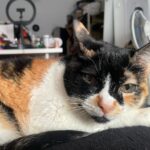 Francisco Soares Instagram - 16 anos dizem que é muito tempo para um gato viver. mas eu queria outros 16. hoje acordei e não te senti ao meu lado e não sei meter em palavras o vazio e dor que sinto. nunca te vou esquecer, Monga ❤️
