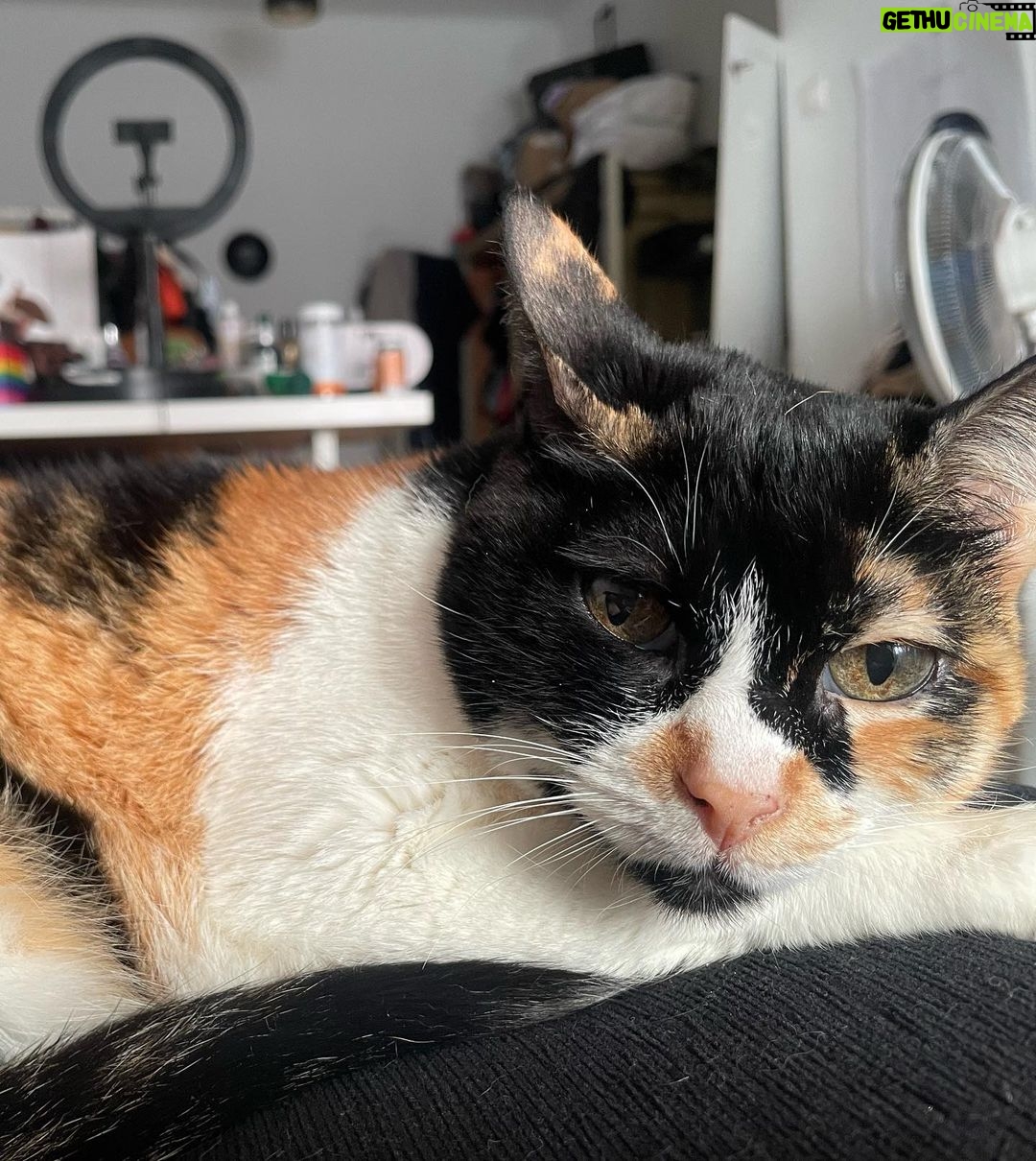Francisco Soares Instagram - 16 anos dizem que é muito tempo para um gato viver. mas eu queria outros 16. hoje acordei e não te senti ao meu lado e não sei meter em palavras o vazio e dor que sinto. nunca te vou esquecer, Monga ❤️