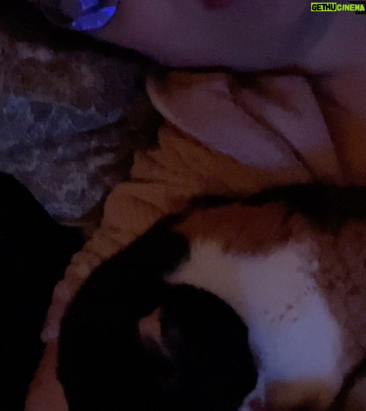 Francisco Soares Instagram - 16 anos dizem que é muito tempo para um gato viver. mas eu queria outros 16. hoje acordei e não te senti ao meu lado e não sei meter em palavras o vazio e dor que sinto. nunca te vou esquecer, Monga ❤️