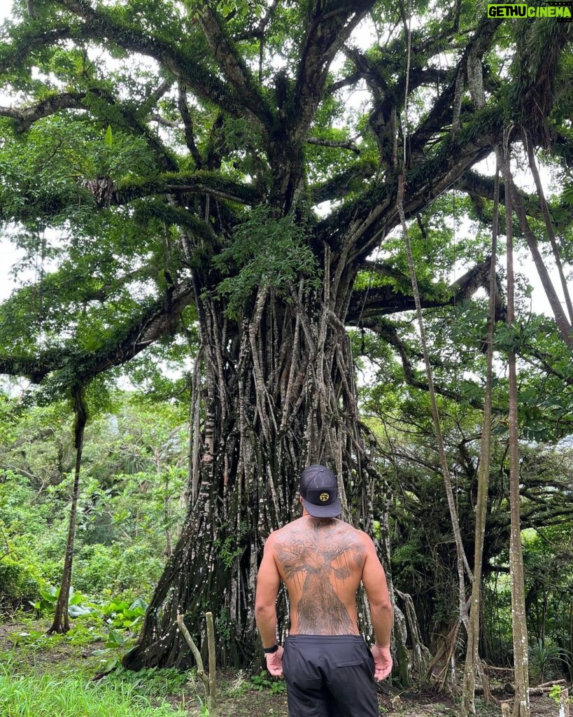 Frank Camacho Instagram - Trongkon Nunu giya Maliluk Luta . The largest Taotao Mona tree in Maliluk Rota CNMI. Biba Taotaota yan Biba Marianas 🇲🇵🇬🇺