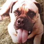Frank Stallone Jr. Instagram - Butkus was the sweetest dog in the world, I can't see Rocky without him. I took this picture in the yard and it captured his sweet soul. He is very much missed. #butkusstallone #rocky #bullmastiff