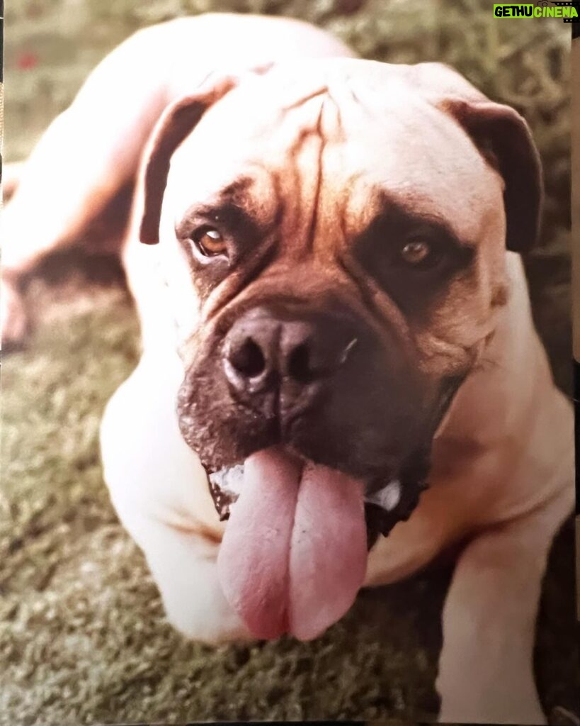 Frank Stallone Jr. Instagram - Butkus was the sweetest dog in the world, I can't see Rocky without him. I took this picture in the yard and it captured his sweet soul. He is very much missed. #butkusstallone #rocky #bullmastiff
