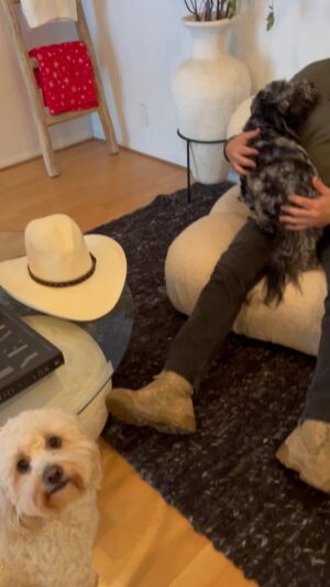 Frank Stallone Jr. Instagram - Dog adventures with Uncle Frank with Benji , Banksi and Bonnie my hair dressers dogs . Always an adventure. #dogs