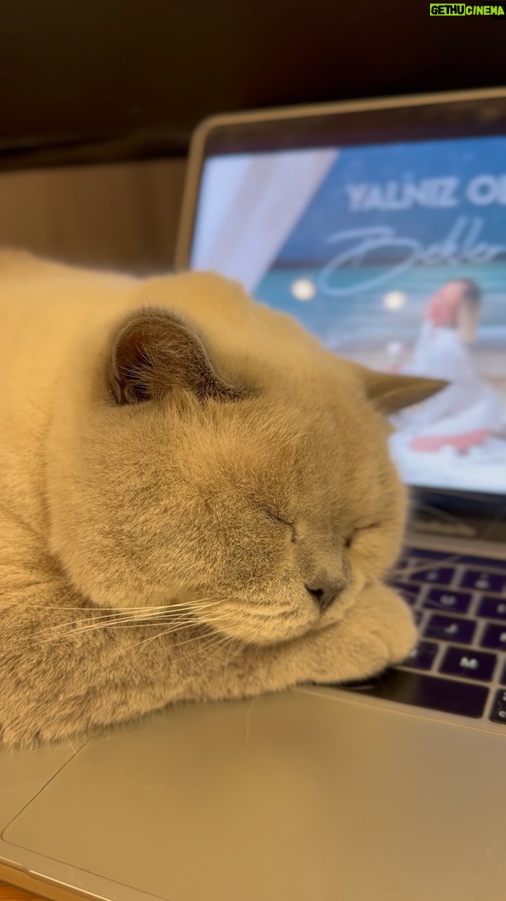 Gülçin Ergül Instagram - Deli Gibi Sev’iyorum… Bu gece bir yere gitmiyorum tabi Goody seni seviyorum. 😻#deligibisev #goody