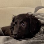 Gabrielle Marion Instagram – Je ne trouve jamais quoi acheter à mon chum à Noël. Cette année, j’avais envie de lui faire la plus belle surprise du monde parce qu’il le mérite vraiment ! Il est un amoureux des chiens, mais encore plus des chiens saucisses ! Disons que dans sa dernière séparation, il a dû faire un peu le deuil de ses deux saucisses qu’il aimait énormément. Une séparation n’est pas facile, mais encore moins quand deux petits êtres aimés en font partie aussi. Alors, j’ai décidé de lui offrir en cadeau une mignonne petite femelle saucisse miniature. J’ai tout de suite craqué quand je l’ai vue, et je savais qu’il allait aussi tomber éperdument amoureux ! Nous en avions discuté auparavant, mais sans rien de concret vraiment. Je l’ai donc surpris au moment où il ne s’y attendait le moins. J’ai fait 4 heures de route un jour où il pensait que je travaillais, et j’ai surgi à la maison avec cette petite amoure. Je vous présente donc notre nouveau membre de la famille, Pepper🖤