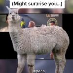 George Hardwick Instagram - Big Petrosyan breakdown on my Youtube for nerds #mma #boxing #reels #alpaca